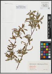Foto von Salix alba L.